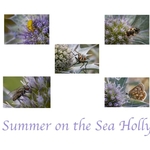 2nd Cheryl Hewitt summer on the sea holly