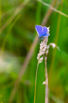 Common Blue-Polyommatus icarus-8792