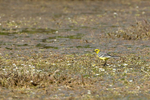 Citrine Wagtail  (m)