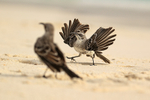 Espanola Mockingbird portfolio