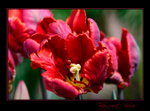 Tulipa parrot 'Blumex'