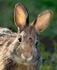 Eastern Cottontail