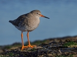 6.Redshank