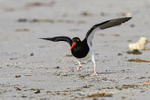 Magellanic Oystercatcher on takeoff run, Carcass Island, Falklands