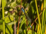 Blue-tailed Damselfly