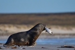 Southern Sea Lion with catch