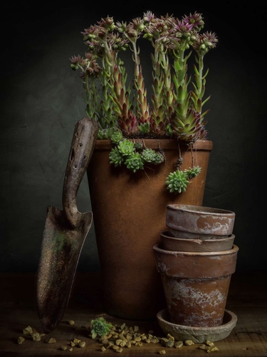 The Vintage Trowel Light-painted still-life featuring a vintage trowel, old terracotta pots and succulent plants. Lit…