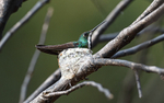 Black-Throated Mango