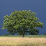 Before the Thunder Storm