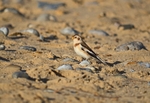 Snow Bunting