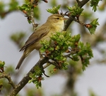 Willow Warbler
