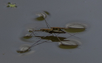 Common Water Strider
