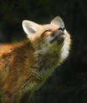 Red Fox #2