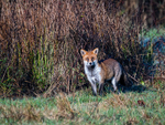 Red Fox