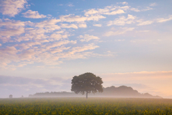 Meon tree April wide