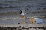 Oystercatcher