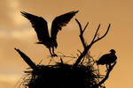 Ospreys nest building at sunrise, Fort De Soto Park, Florida