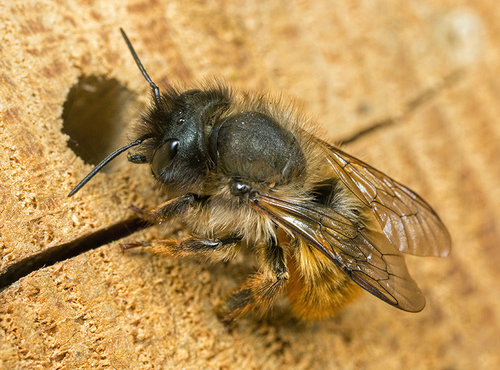 Female[i] Osmia bicornis[/i], Staffordshire, April 2015. Investigating holes in a garden bee-hotel