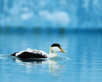 Eider on blue glacial lagoon, Jokulsarlon, Iceland
