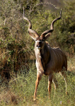 Lesser Kudu