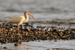 White Ibis on rocky shore, Playa Cativo Lodge, Costa Rica