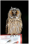 Scholarly Owl 