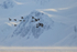 Brünnich's Guillemots in flight, Spitsbergen, Svalbard