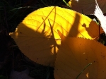 Leaf Pattern