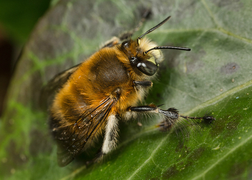 Male Hairy-footed Flower Bee ([i]Anthophora plumipes[/i]), resting on a leaf. Warwickshire, March 2014.