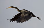 Anhinga