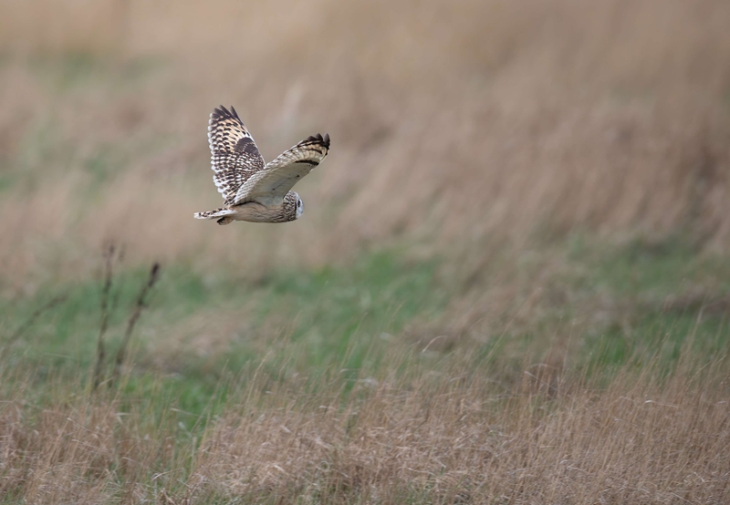Short Eared Owl