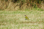 Green Woodpecker