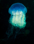Cyanea lamarckii