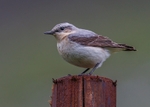 Wheatear