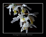 Coelogyne cristata 'Citrina'