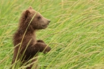 Brown Bear cub standing close view, Silver Salmon Creek, Alaska