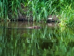 Eurasian Beaver