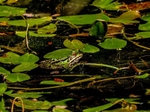 Edible Frog