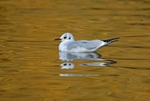 Black-headed Gull