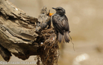 Fly-Catcher on the nest with the chicks.