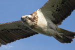 Osprey in Flight 10