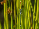 Emerald Damselfly