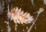 Amphorina andra