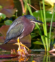 Birds 033