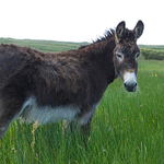Donkey in a field,  Ireland