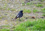 Black Redstart