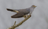 Male Cuckoo