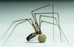 Female Cellar spider with eggs