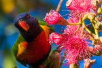 Lorikeet in Gum Tree 5