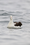 Royal Albatross, front, Pacific Ocean, Chile
